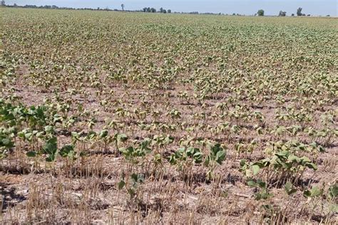 Emergencia Agropecuaria Abri El Registro Para Los Productores