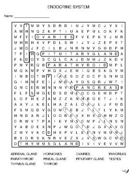 Human Endocrine System Word Search By Niemiller Nature TPT