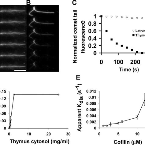 Model Of Actin Filament Disassembly By Cofilin Coronin And Aip