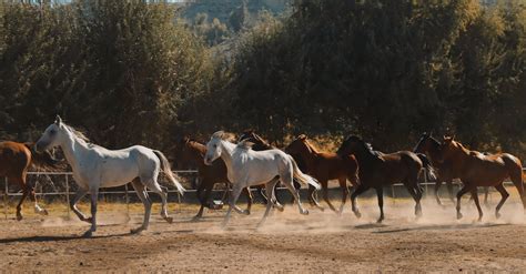 Herd of Horses Running on Brown Field · Free Stock Photo