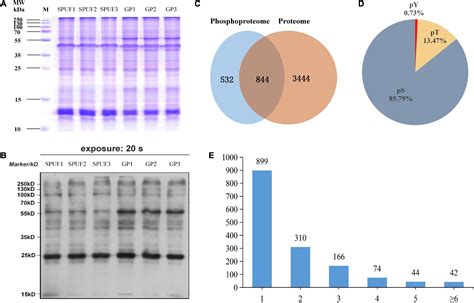 Frontiers Comparative Proteome And Phosphoproteome Analyses Reveal