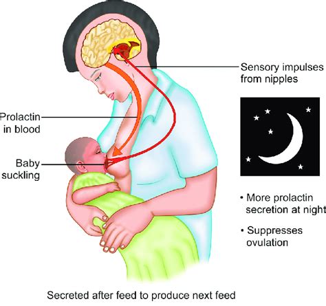 Breastfeeding Your Periods And Fertility The Obgyn Mum