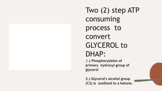 GLYCEROL-METABOLISM-1.pptx