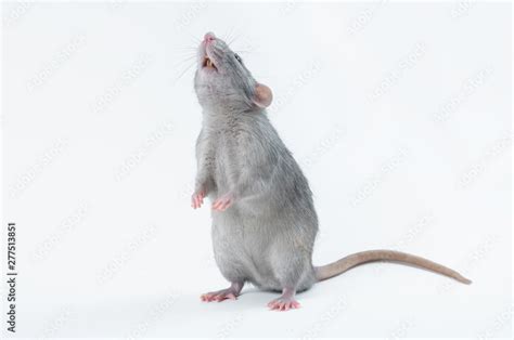 Affectionate Cute Rat Sitting On White Background Stock Photo Adobe Stock