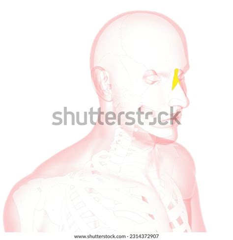 Anatomy Human Nasal Bone Medical 3d Stock Illustration 2314372907 | Shutterstock