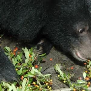 Formosan black bear - Facts, Diet, Habitat & Pictures on Animalia.bio