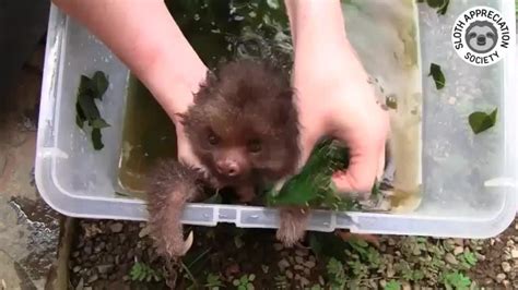 bathing  baby sloth raquaticasfuck
