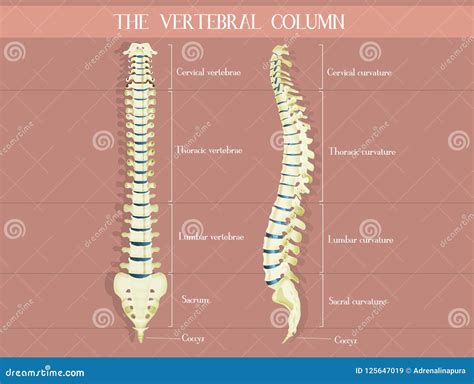 Diagrama De La Columna Vertebral Humana