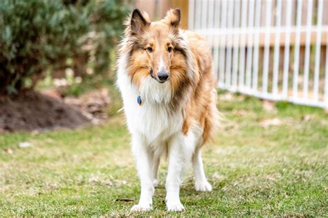 Border Collie Haircut Styles - Haircuts Models Ideas