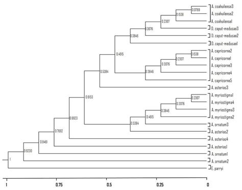 Hipótesis Filogenética de las relaciones evolutivas de los taxa del