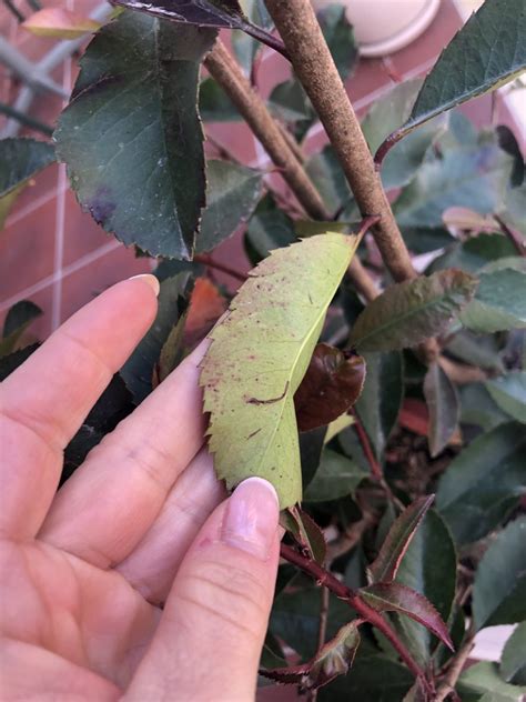 Photinia Red Robin Bobite In Ghiveci Si Pete Albicioase Pe Frunze