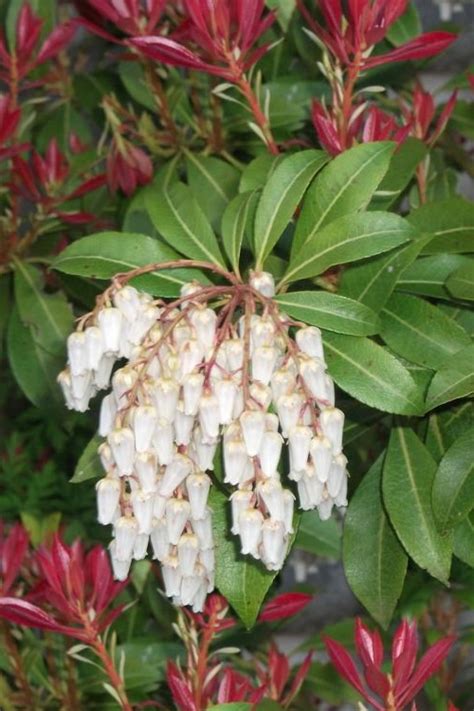 Buy Mountain Fire Pieris Japonica FREE SHIPPING Wilson Bros Gardens