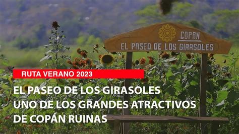 El Paseo de los Girasoles uno de los grandes atractivos de Copán Ruinas