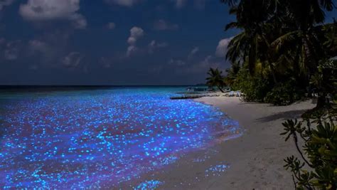 The Sea of Stars, Maldives: Mystical Glowing Beach