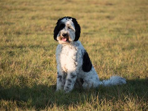 Parti Labradoodle Info Pictures History And Origin Dogster