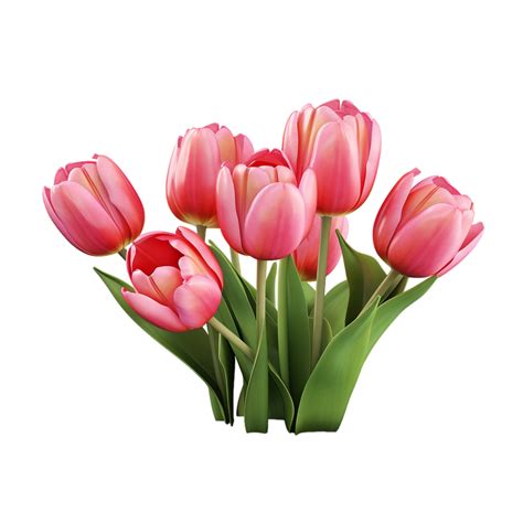 Tulip flowers on transparent background 47827304 PNG