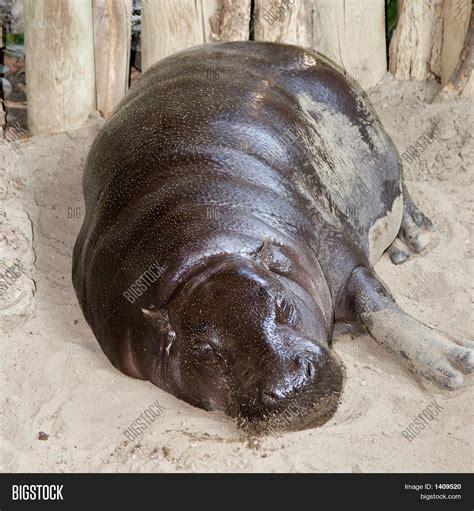 Pygmy Hippopotamus Image & Photo (Free Trial) | Bigstock