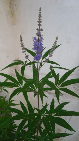 Planta De Sauzgatillo Vitex Agnus Castus Spicegarden