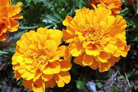 Marigolds The Aztecs Attributed Therapeutic Sacred And Supernatural