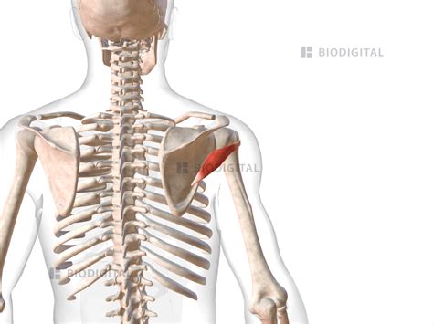 Right Teres Minor Biodigital Anatomy