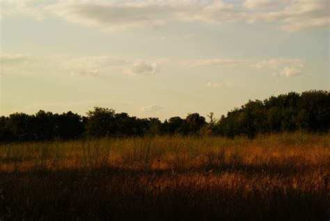 Free Images Landscape Tree Nature Forest Horizon Marsh Cloud