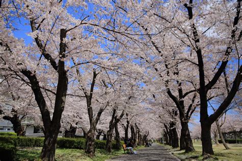 開成山公園の桜郡山市開成山公園｜東北の観光スポットを探す 旅東北 東北の観光・旅行情報サイト