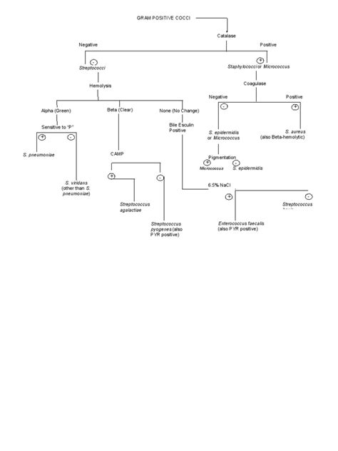 Gram Positive Cocci Flow Chart Streptococcus Prokaryote