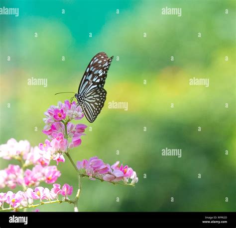 Beautiful butterfly in a butterfly park Stock Photo - Alamy