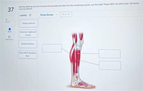 Solved Start by labeling only the muscles that dorsiflex the | Chegg.com