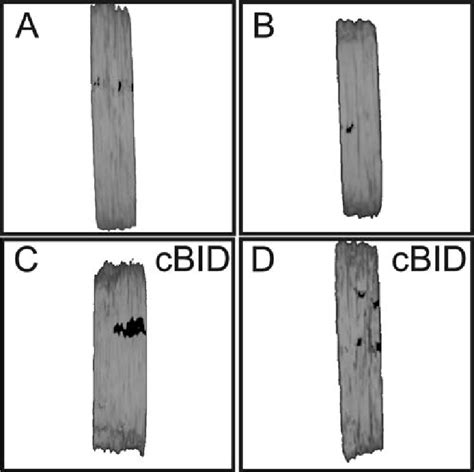 Representative Tomograms Of Normal And Apoptotic Mitochondria Download Scientific Diagram