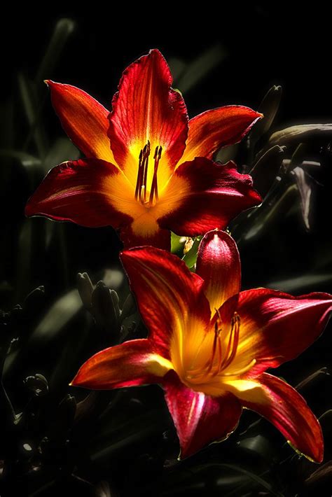 Types Of Lilies 8 Beautiful Cold Hardy Choices For The Garden Artofit