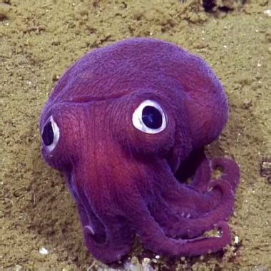 Purple Googly-Eyed Stubby Squid Is Excellent