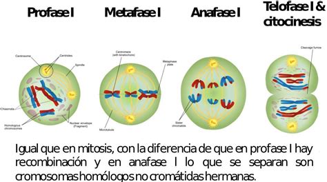 Explica Y Dibuja El Proceso De La Profase 1 De La Meiosis 1 Brainlylat