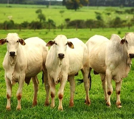 vaca louca caso é confirmado no Brasil por Ministério da Agricultura