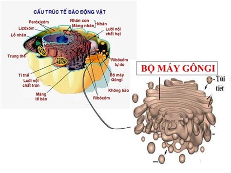 tong quan ve te bao nhan thuc bai  sinh  vuihoc