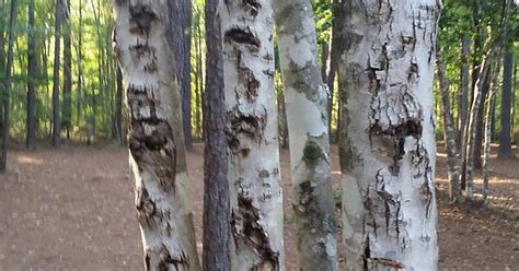 Lpt If You Are Ever Lost In The Woods Look For Trees With Multiple Marks And Scars Disc Golfers