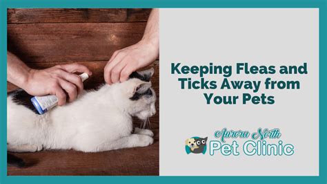 Keeping Fleas And Ticks Away From Your Pets Aurora North Pet Clinic