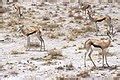 Category:Animals of Etosha National Park - Wikimedia Commons