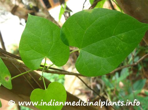 Tinospora Cordifolia Alchetron The Free Social Encyclopedia