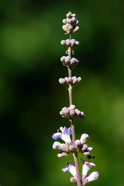 Agnus Castus in homeopathy: properties, benefits and uses (all you need ...