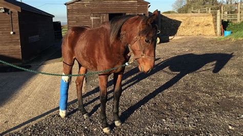 Rspca Rescue Horse With Horrific Barbed Wire Injuries Horse And Hound