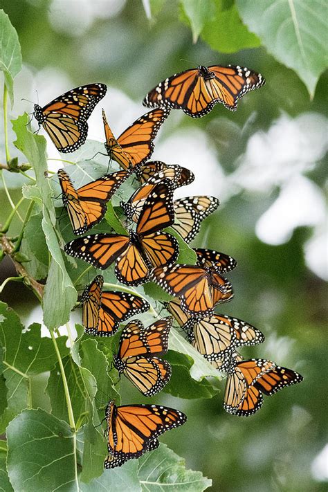 Monarch Butterfly Migration Photograph by Randy Zilenziger