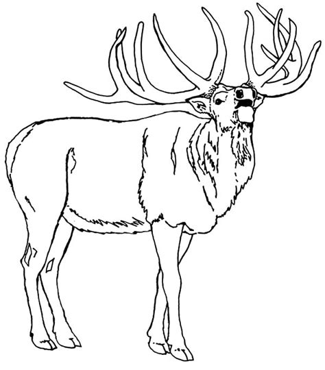 Bull Elk Coloring Pages At GetColorings Free Printable Colorings