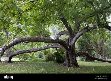 Juglans mandshurica Chinese 胡桃楸 also known as Manchurian walnut