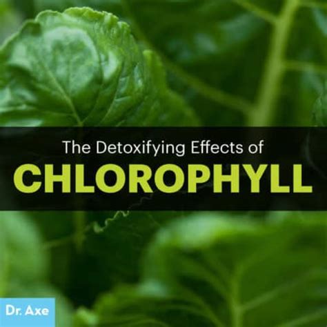 Chlorophyll Benefits The Top Detoxifying Plant Pigment Dr Axe