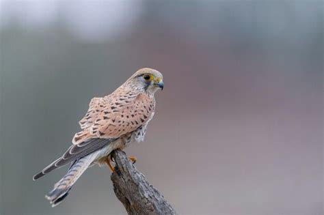 Premium Photo Common Kestrel European Kestrel Eurasian Kestrel Or Old