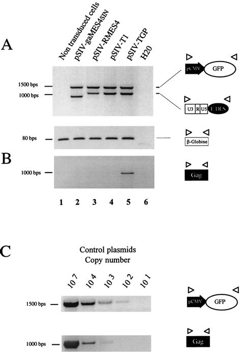 PCR analysis of SIV-directed gene transfer into 293T cells. Production... | Download Scientific ...