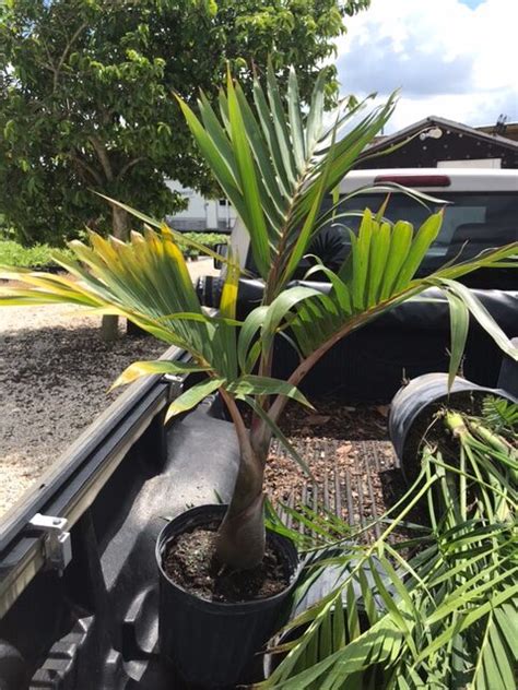 Bottle Palm Hyophorbe Lagenicaulis Smarty Plants Nursery