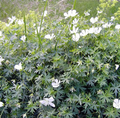 Gärtnerei StaudenSpatz Geranium sanguineum Album Blut Storchschnabel