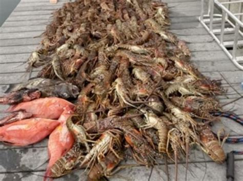 South Florida Lobster Mini Season July 26th 27th 2023